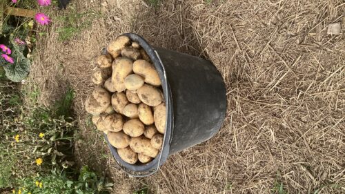 Kartoffelernte im Herbst 2022